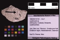 Foto (Objekt + Etiketten) von Lecythocaris sp. (NHMW-GEO-1990-0041-0154)